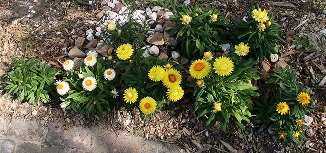 Xerochrysum bracteatum - Wikipedia, la enciclopedia libre