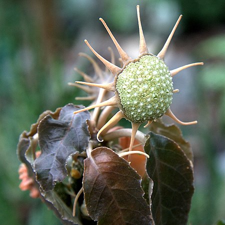 Dorstenia foetida