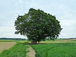 Solitary trees in Upper Swabia