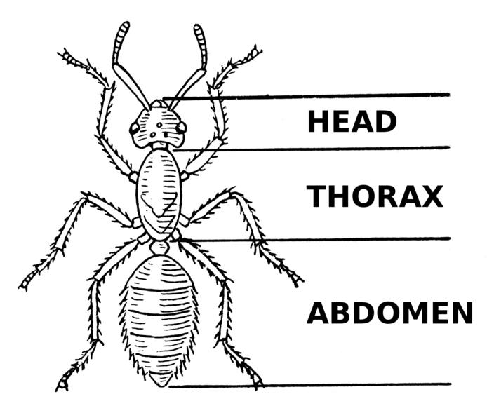 File:ABDOMEN (PSF).png