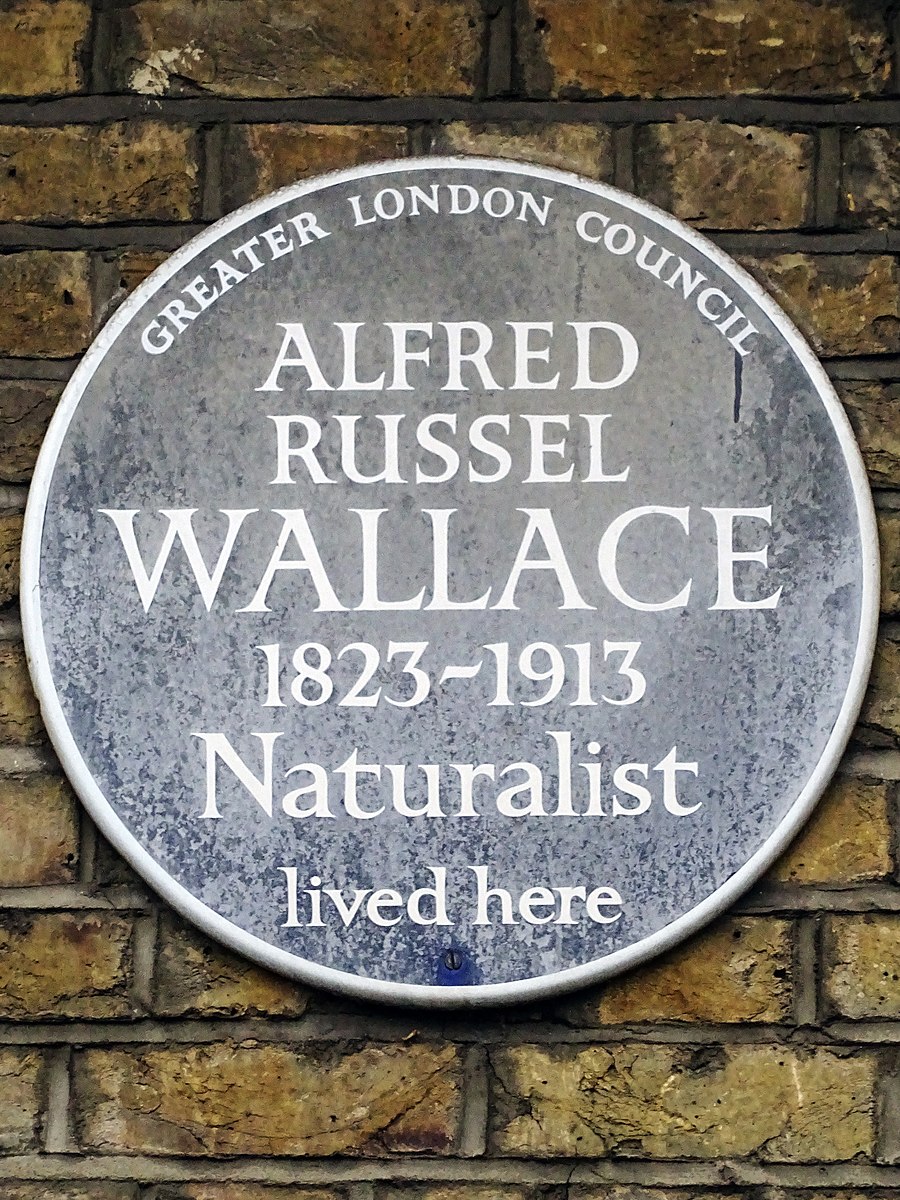 Russell Alford. Alfred Wallace картинки. Alfred Wallace презентация на английском. Списки в лондоне