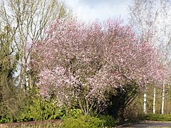 Cerisiers du Japon en fleurs.