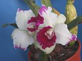 A and B Larsen orchids - Brassolaeliocattleya Shellie Compton Touch of Class DSCN8026.JPG