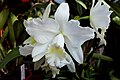 A and B Larsen orchids - Brassolaeliocattleya Tainaka 1023-1.jpg