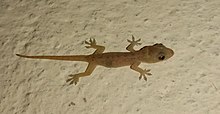 A baby house gecko A baby common house gecko captured in West Bengal, India.jpg