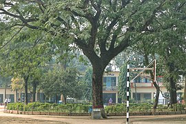 A big tree of Comilla Zilla School 13-01-2018.jpg
