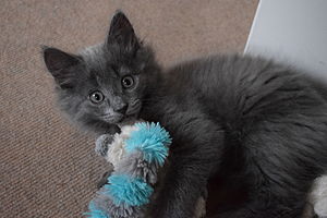 A kitten playing.JPG