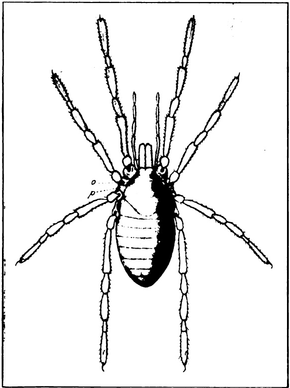 Kuvan kuvaus Monografia pohjoisamerikkalaisen maanpäällisen Palaeozoic Arachnidan edistymisestä Sivu 65 kuva 66 frame.png.