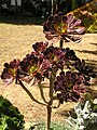 Aeonium arboreum - Эониум древовидный