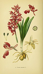 Tafel 22 Orchis mascula