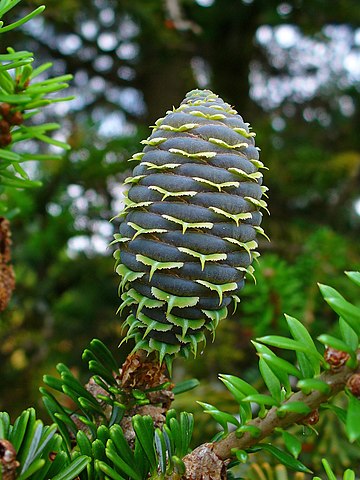 Cone development