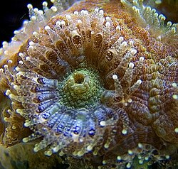 Akmens korallis (Acanthastrea lordhowensis)