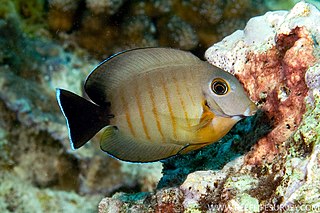 <i>Acanthurus tristis</i> Species of fish