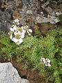 Achillea atrata