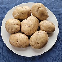 Ackersegen (potato) 1.jpg