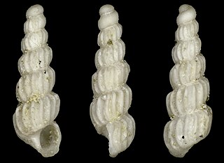 <i>Aclis minutissima</i> Species of gastropod