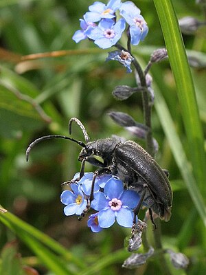 Black spherical collar (Acmaeops septentrionis) at Rochers de Naye, Switzerland