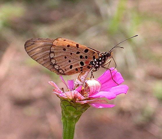 Bộ sưu tập cánh vẩy 4 - Page 41 557px-Acraea_pseudegina_HotMarina_2012-01-21_1