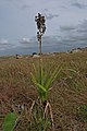 Acrolophia cochlearis South Africa - Eastern Cape Pondoland -Mtentu River Mouth