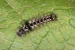 Acronicta.rumicis. 
 7339. jpg