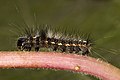 Ampfereule (Acronicta rumicis)