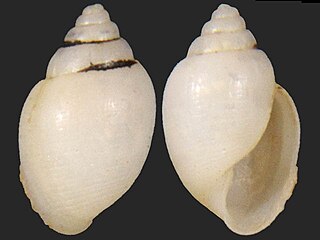 <i>Acteon pelecais</i> Species of marine gastropod