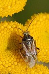 Adelphocoris seticornis