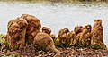 * Nomination Cluster of Breath roots (pneumatophores) of a Taxodium distichum at the water's edge. Focus stack of 4 photos. --Famberhorst 06:51, 18 February 2023 (UTC) * Promotion  Support Good quality. --Rjcastillo 07:11, 18 February 2023 (UTC)