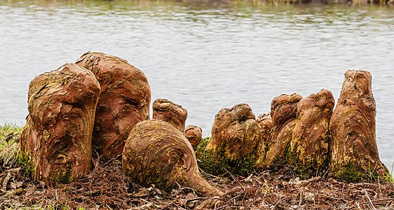 Ademwortels (pneumatoforen) van een moerascipres (Taxodium distichum) 09-02-2023 (d.j.b.)