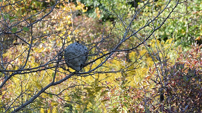 Aerial Yellowjacket (Dolichovespula sp.) Nest