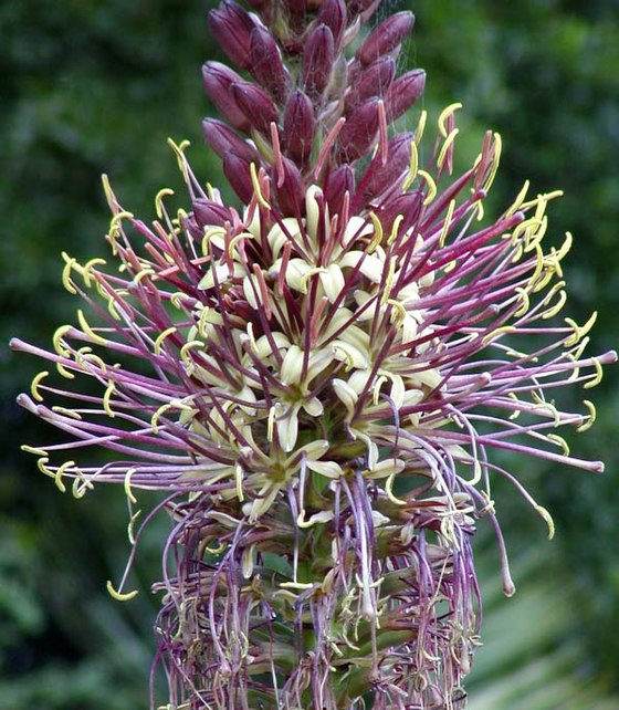 TÌNH YÊU CÂY CỎ ĐV4 - Page 33 560px-Agave_chiapensis_flowers