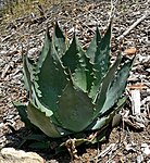 Agave wocomahi