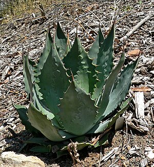 Agave wocomahi 1.jpg