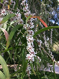 A. flexuosa