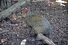 Agouti d'Azara (Hayvanat Bahçesi-Amiens) .JPG