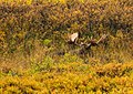 * Nomination Moose (Alces alces), Denali National Park, Alaska, United States --Poco a poco 07:24, 11 August 2018 (UTC) * Promotion  Support Good colors --Daniel Case 06:41, 16 August 2018 (UTC)