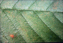 Red Alder leaf, showing discolouration caused by ozone pollution Alder showing ozone discolouration.jpg