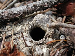 Aliatypus janus