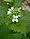 Alliaria petiolata2.jpg