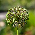 * Nomination Allium stipitatum, Bad Wörishofen, Germany --Poco a poco 15:48, 6 March 2020 (UTC) * Promotion  Support Good quality. --T.Bednarz 16:07, 6 March 2020 (UTC)