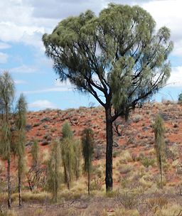 Allocasuarina decaisneana