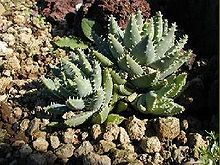 Aloe brevifolia.jpg