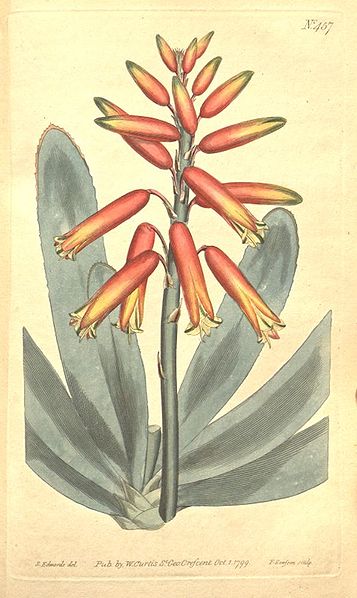 File:Aloe plicatilis.jpg