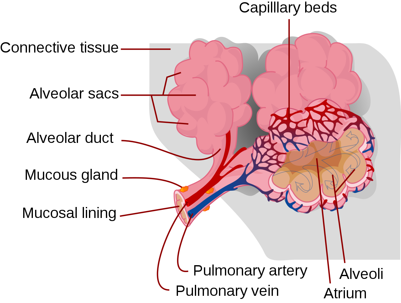 Diagram depicting the alveoli in the lungs.
