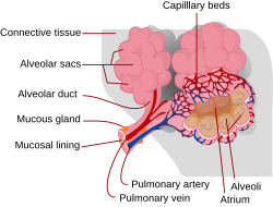 Alveolus diagram.svg