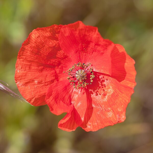 File:Amapola (Papaver rhoeas), Huérmeda, España 2012-05-17, DD 10.jpg