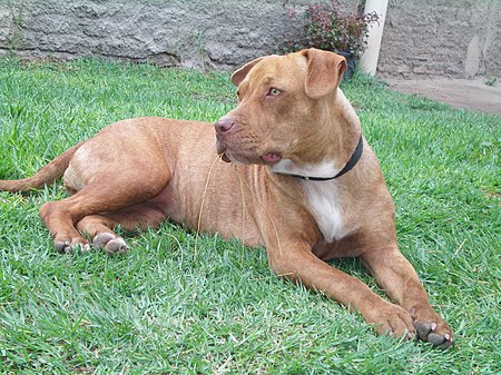 Chó_sục_Pit_Bull_Mỹ