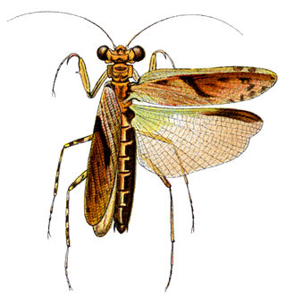 <span class="mw-page-title-main">Amorphoscelidae</span> Family of praying mantises