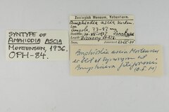 File:Amphiodia ascia - OPH-000084 label.tif (Category:Echinodermata in the Natural History Museum of Denmark)