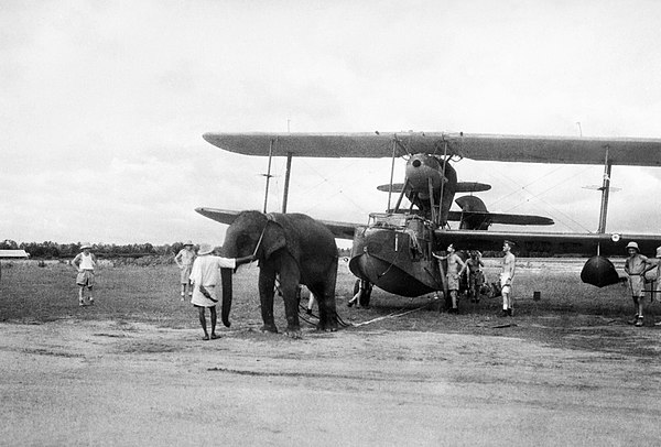 An elephant pulling a Supermarine Walrus aircraft into position at a Fleet Air Arm station in India (c. June 1944)